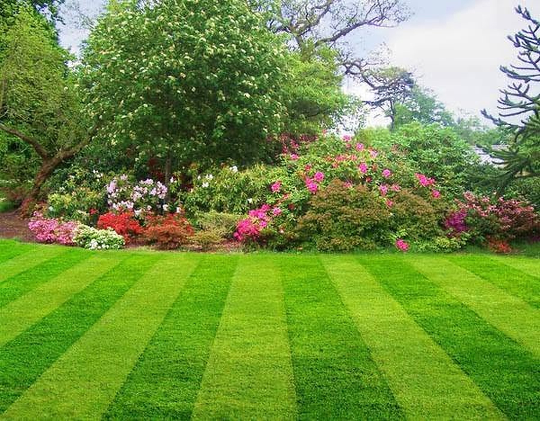 Lawn Mowing